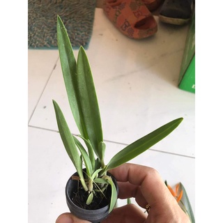HOA LAN BRASS PEACOOK