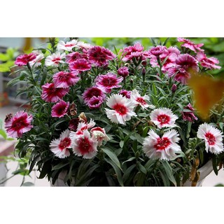 Hạt Giống Hoa Cẩm Chướng Đơn