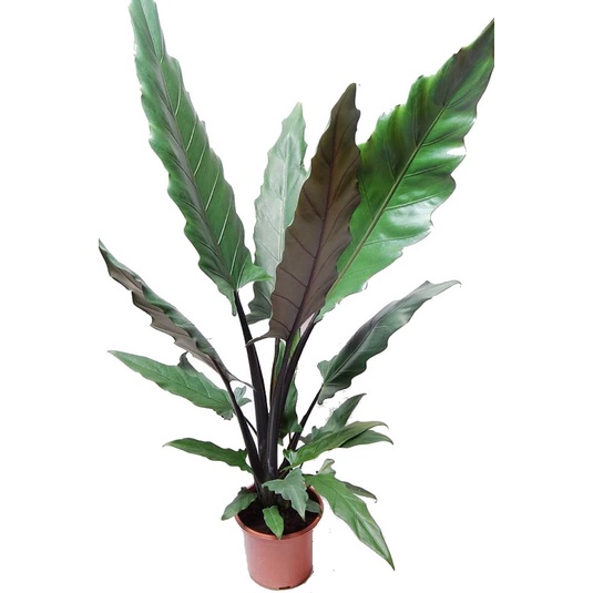 Chậu cứng alocasia purple sword, cao từ 80cm