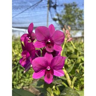 Hoa lan Denro màu đỏ tím đang hoa và nụ