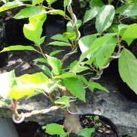 Cây sung bonsai mini bàn trà