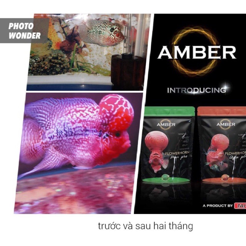 Thức ăn cá la Hán lên màu và đầu Amber của Ấn Độ 100g