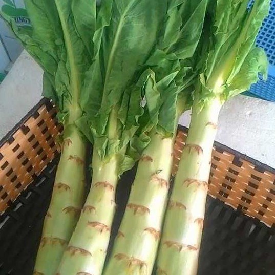 HẠT GIỐNG RAU DIẾP THƠM KÈM QUÀ TẶNG