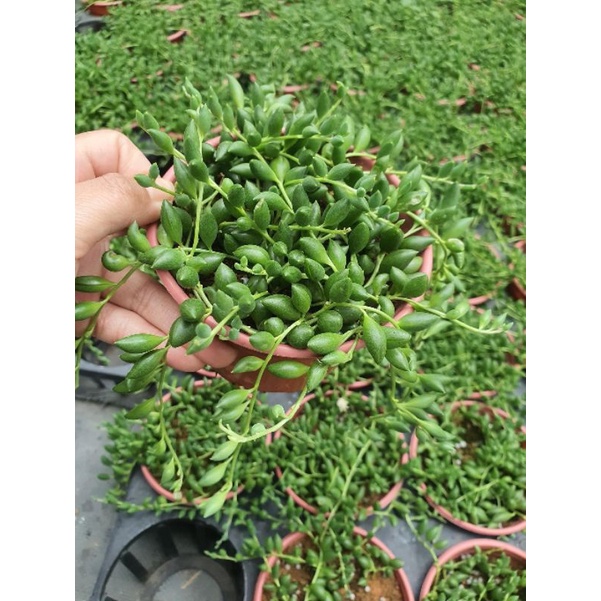 [Mã LIFE1511A giảm 10% đơn 50K] Chậu cứng String of tears - Sen đá giọt lệ Đà Lạt