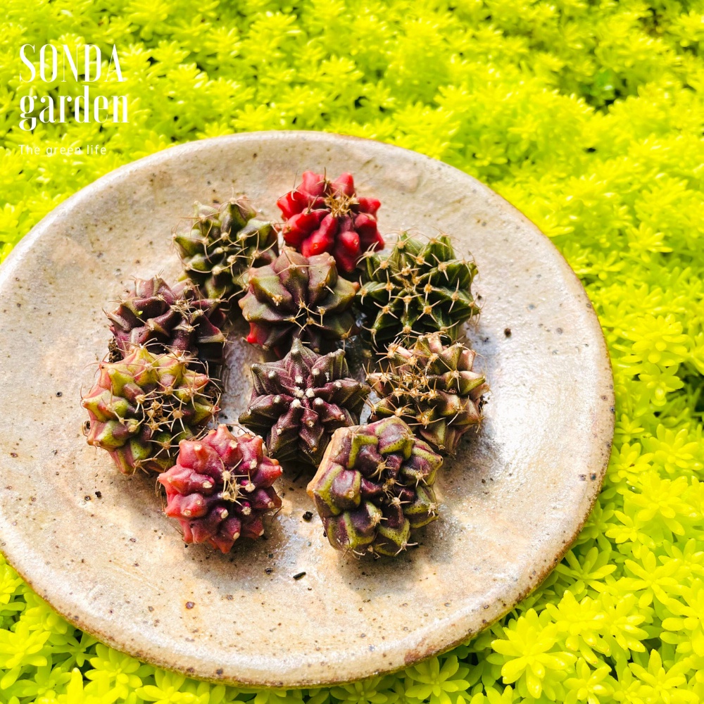Xương rồng gymno SONDA GARDEN random 3 cây size mini 2,5-4cm, cây cảnh trang trí nhà cửa, lỗi 1 đổi 1