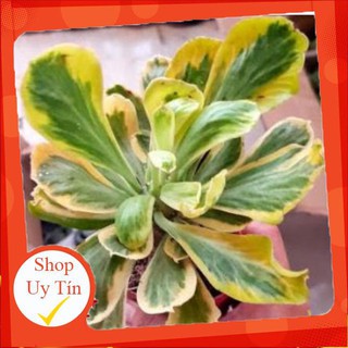 Xương rồng poisonii🍏 |FREESHIP| 🔥 XỨ NÓNG, ĐÃ THUẦN KHÍ HẬU, KHOẺ ĐẸP 🍏 LỖI 1 ĐỔI 1