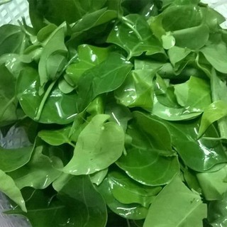 0.5GR - HẠT GIỐNG LÁ GIANG