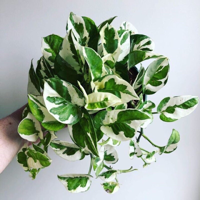 Chậu cây trầu bà Ngọc thủy