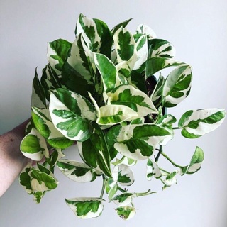 Chậu cây trầu bà Ngọc thủy