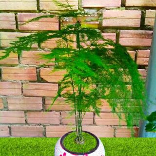 Cây Thủy Tùng (loại để bàn lớn )