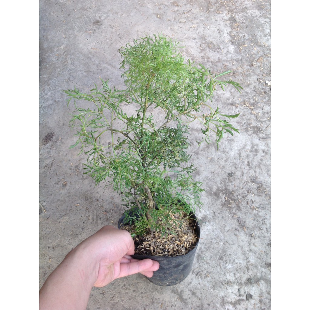 Caykiengsadec - Cây Đinh Lăng - Cây cảnh sân vườn