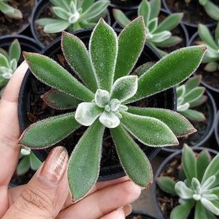 Chậu Hoa / Cây Cảnh Phối Lông Vũ Xinh Xắn