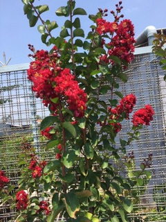 Cây hoa tường Vy cao 1,6 m