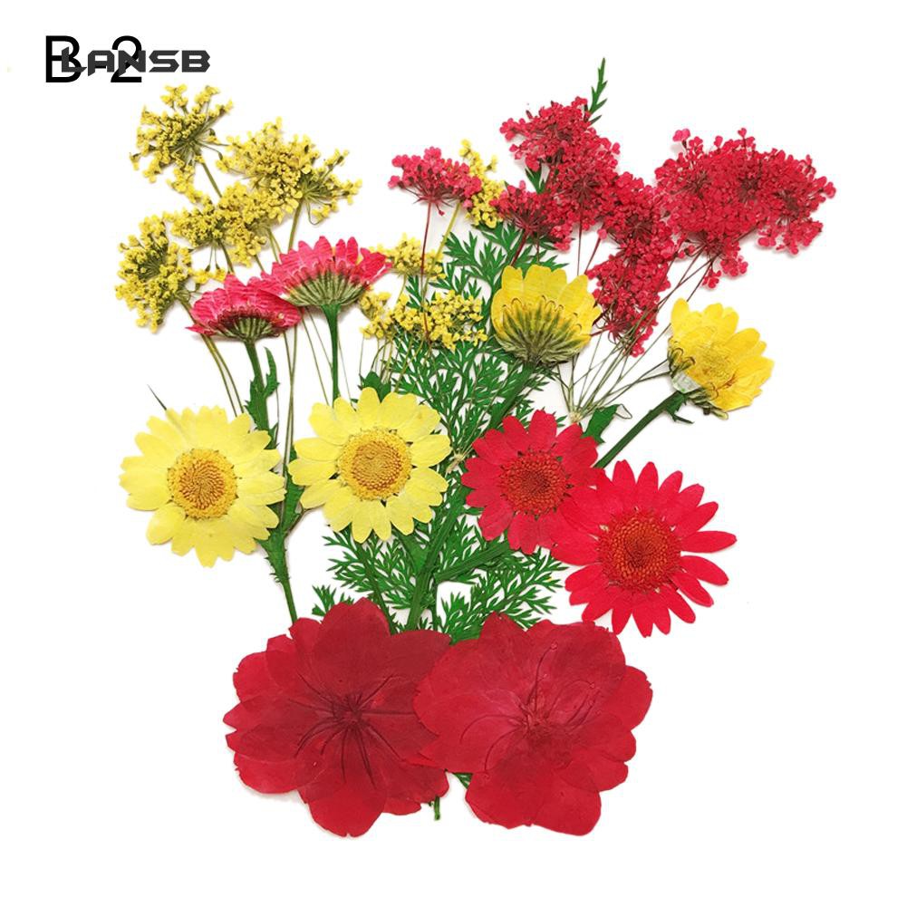 Hoa khô ép hỗn hợp dùng cho trang trí album DIY