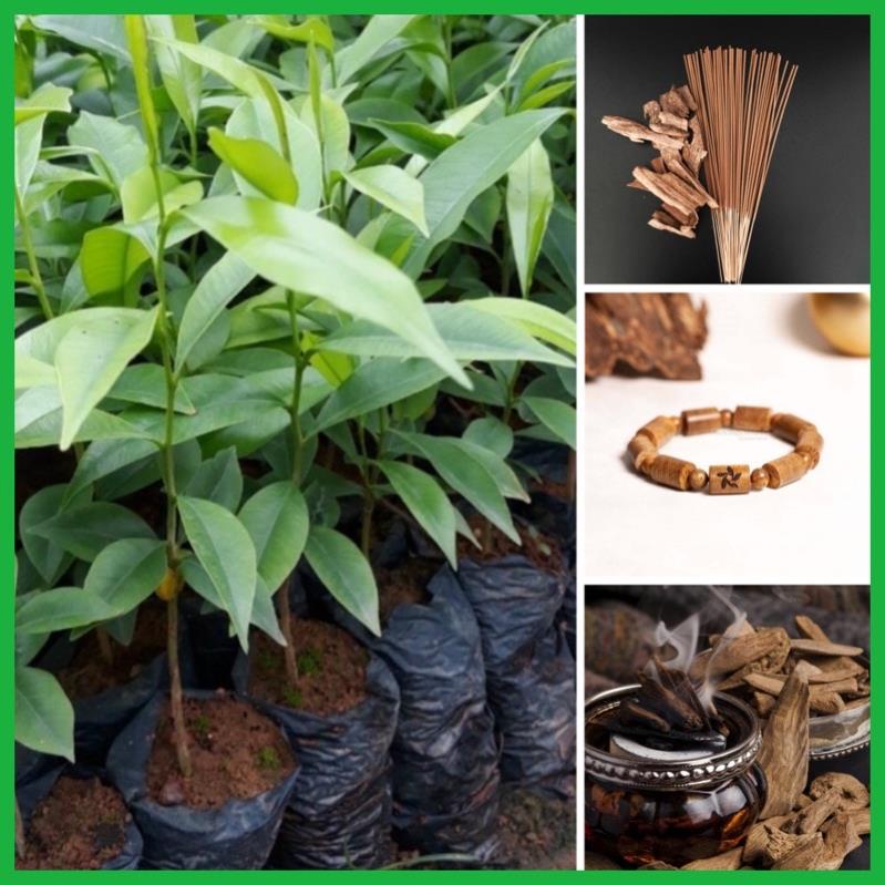 Cây trầm hương  gieo hạt mua 5 tặng 1 .