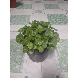 Rau má kiểng cỏ đồng tiền