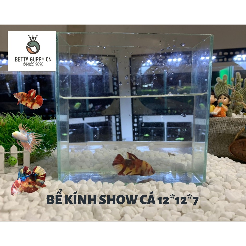 HỒ SHOW CÁ BETTA GUPPY CN