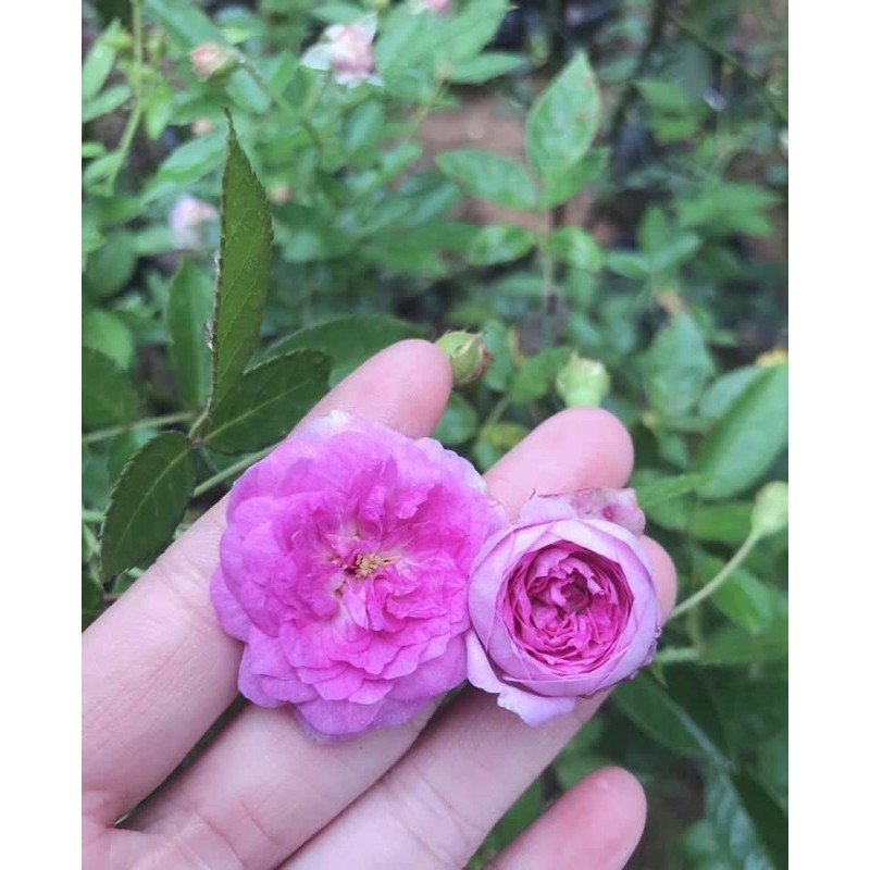 Hoa Hồng ngoại Aunt Margy’s rose