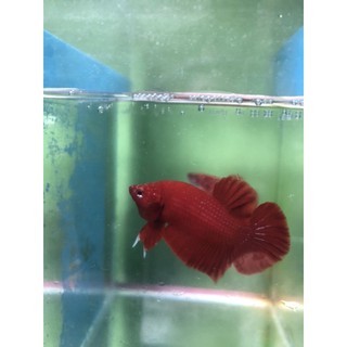 BETTA SUPER RED ( 1 cặp trống & mái )