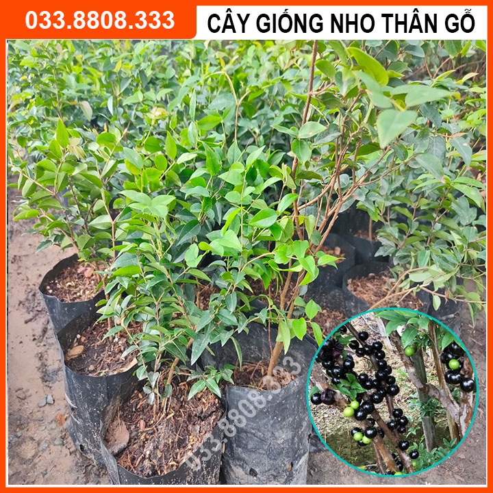 Cây Giống Nho Thân Gỗ Tứ Quý - Cây trồng chậu dễ trồng ra quả quanh năm