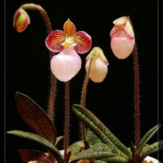 lan hài mốc hồng