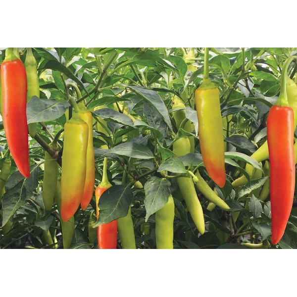 Gói 30 hạt giống ớt sừng bò F1 năng suất cao
