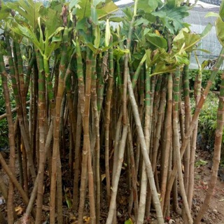 Cây sake giống ( giao cây chiết cao 1.5m)