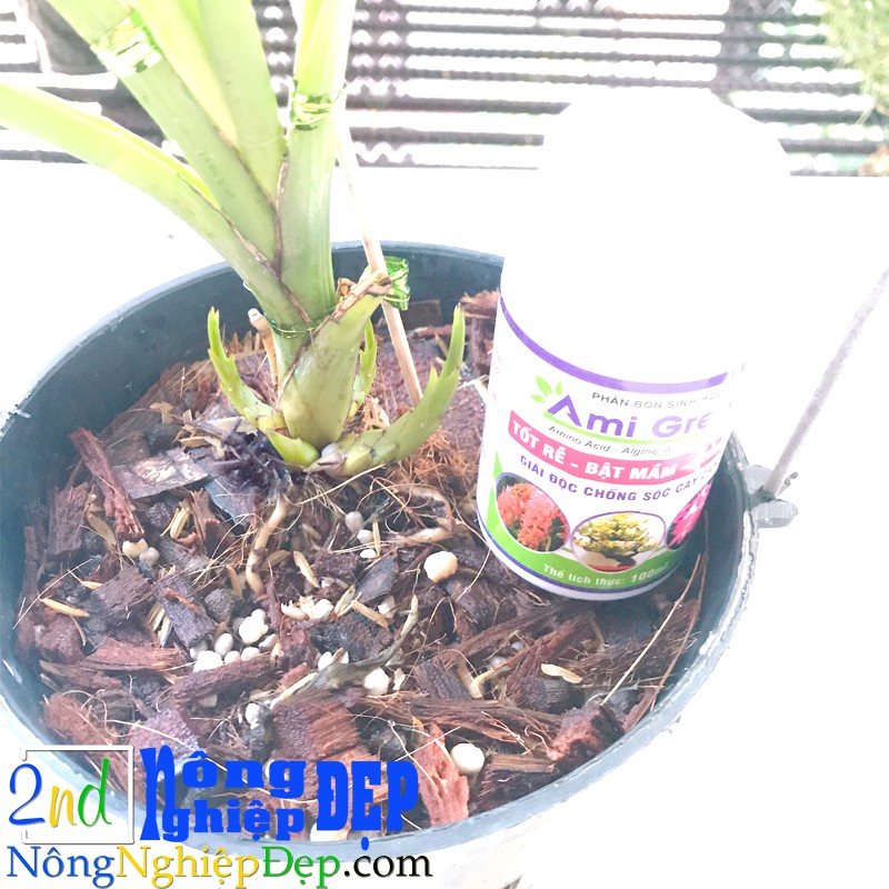 Phân bón sinh học Ami Green 100ml - kích mầm, kích rễ, giải độc cây