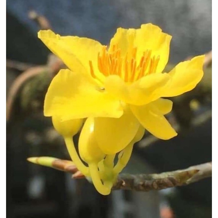Cây hoa mai lá ngọc cành vàng - bonsai gốc ghép đẹp