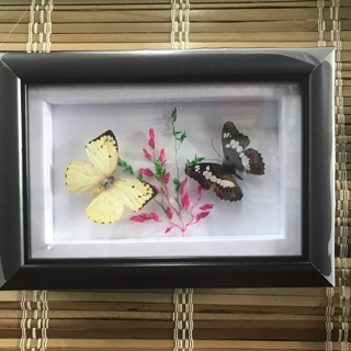 Tranh Bướm Nghệ Thuật - Hồ Điệp Song Phi