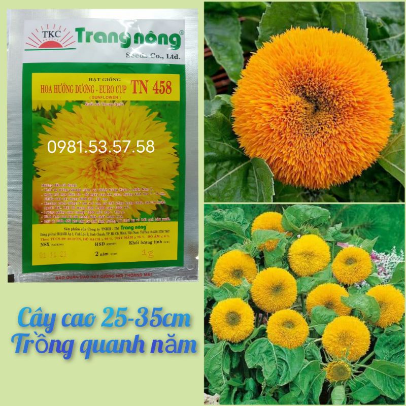 Hạt giống hoa hướng dương bông xù (hướng dương gấu) Trang Nông 1gr