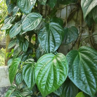 Lá trầu tươi 100g