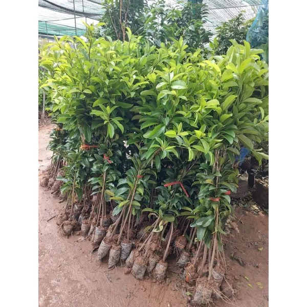 Cây hồng xiêm xoài cây ghép cao 1m.