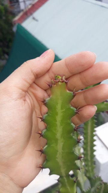 NHÁNH XƯƠNG RỒNG EUPHORBIA LACTEA CUTTING