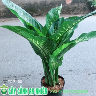 Cây vạn niên thanh size lớn cao 80cm rộng 50cm