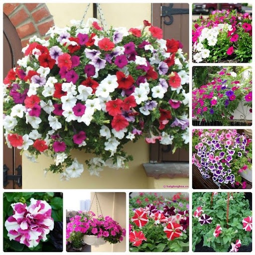 Hạt giống hoa dạ yến thảo rủ petunia mix nhiều màu sắc