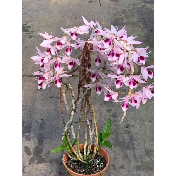 Hoa lan phi điệp mix màu