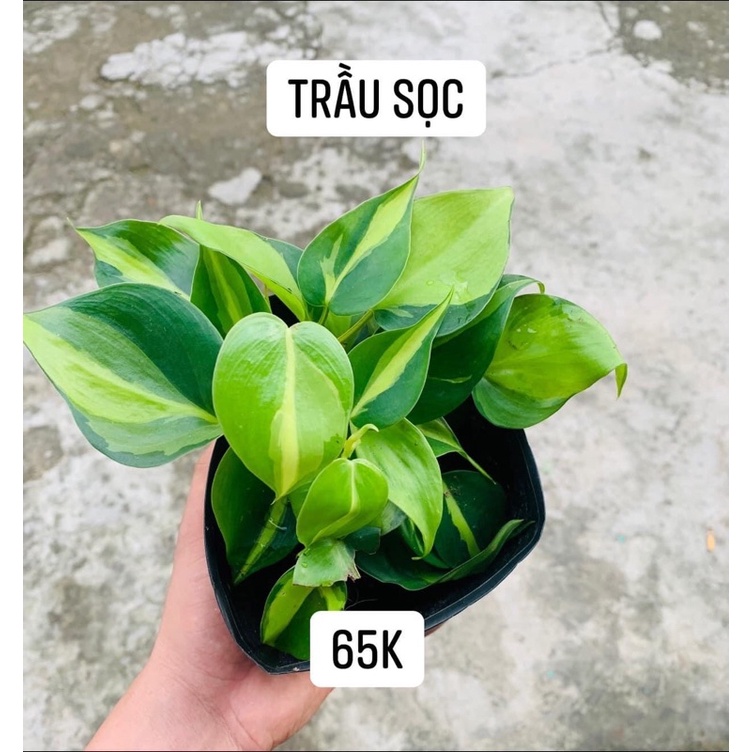 Trầu bà tim var/ Brazil Philodendron