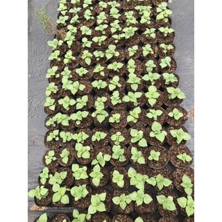 Lá mè hàn quốc cây giống