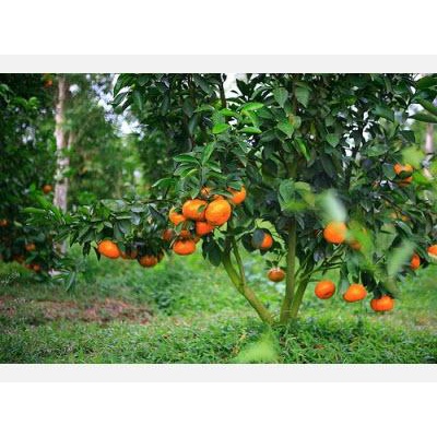 Cây giống Quýt Hồng