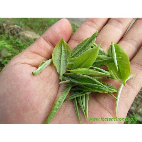 Trà xanh nõn tôm Lộc Tân Cương Hộp 25 Tép 250G | BigBuy360 - bigbuy360.vn