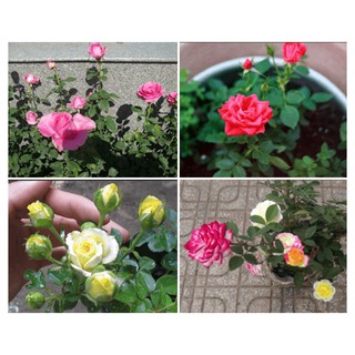 Hạt Giống Hoa Hồng Tỷ Muội