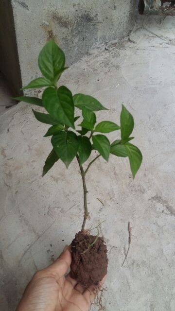 Cây lá cẩm tím.