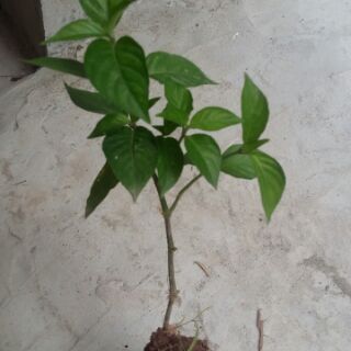 Combo 2 bầu lá cẩm tím.
