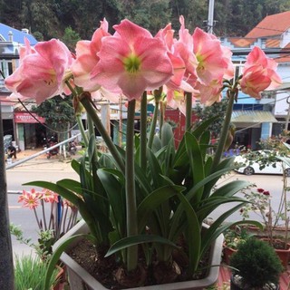 Củ lan Huệ Tây màu Hồng đào