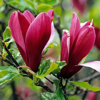 5 Hạt giống hoa mộc lan Mix