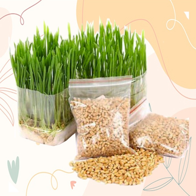 50g hạt giống cỏ mèo cỏ lúa mì giúp tiêu hóa tốt giảm búi lông ở mèo