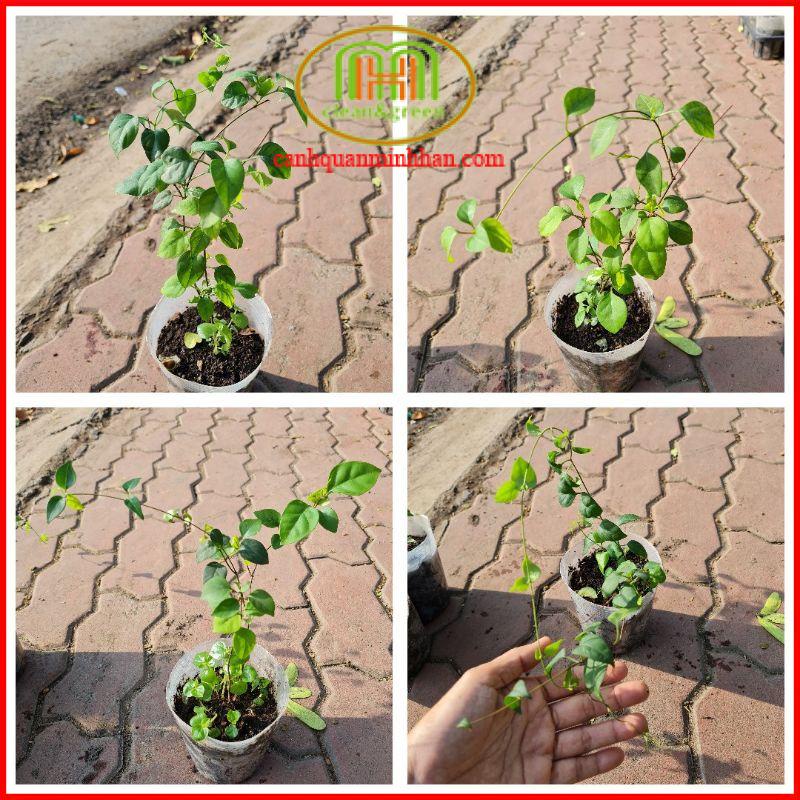 Cây lá giang giống trồng hạt cao 15-20cm, 1 cây/bầu nấu canh thịt gà, cá nước ngọt, thịt bò.. là món ăn ngon giải nhiệt