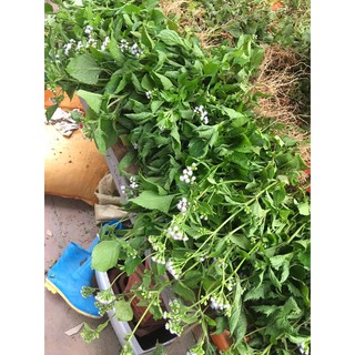 cây cỏ hoa cứt lợn ( cây cỏ hôi 17k/0,5kg)