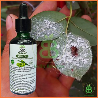 (Hot)  Dầu Neem Nguyên Chất Trị Côn Trùng Sâu Bệnh 100ml cực tốt.